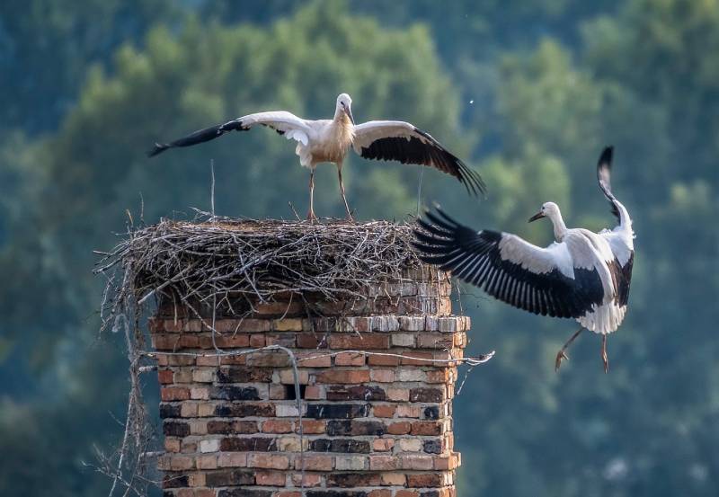 Professional Chimney Animal Removal Services in Mesquite, Texas