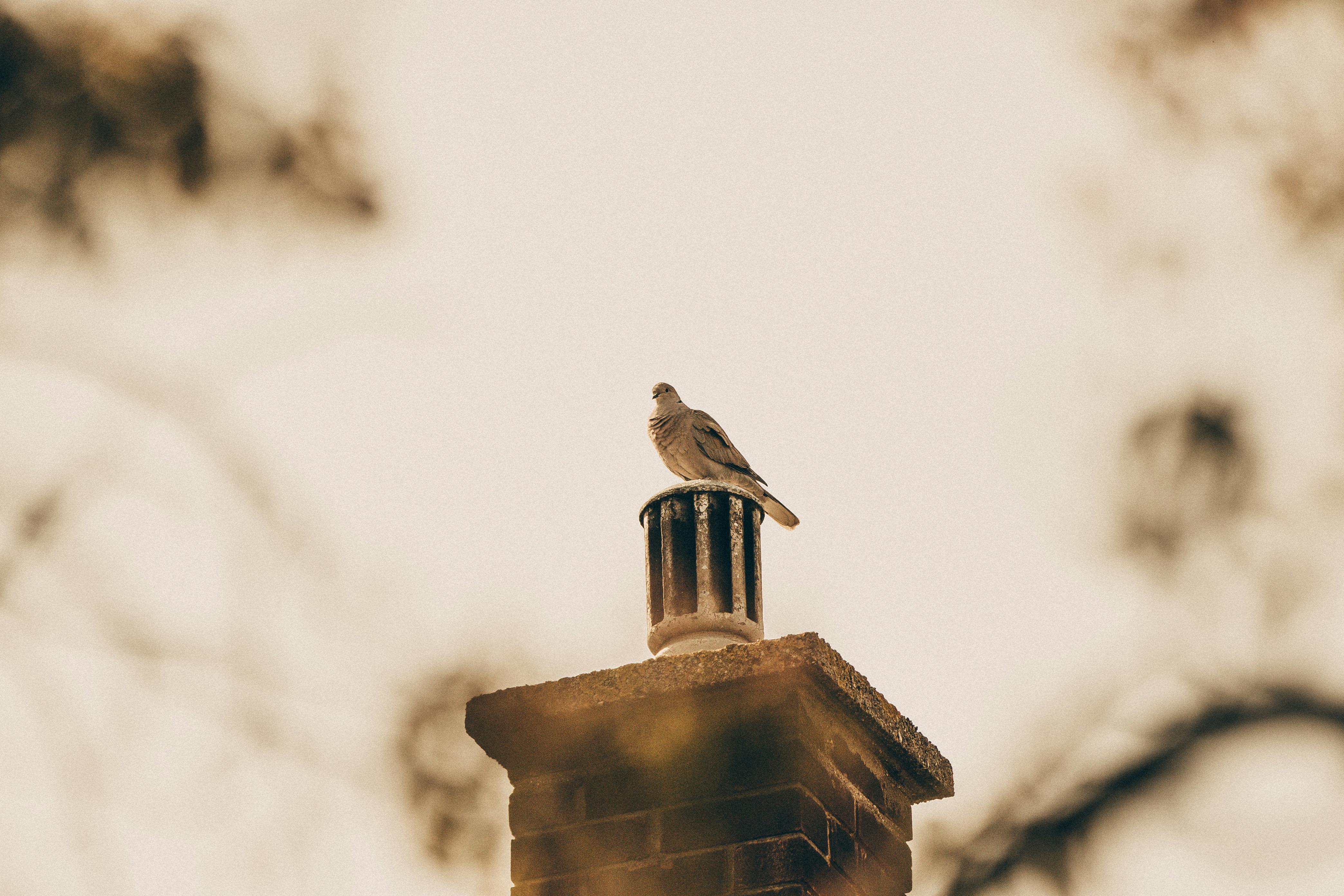 Expert Chimney Cap Installation in Mesquite, Texas